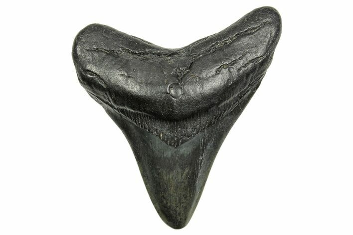Fossil Megalodon Tooth - South Carolina #368367